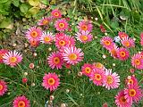 Agyranthemum frutescens Supaglow 